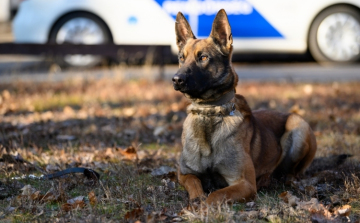 Leendő szolgálati kutyák gazdáinak jelentkezését várja a rendőrség