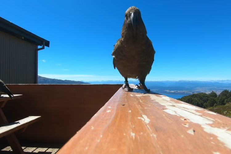 GoPrót lopott egy papagáj, lefilmezte vele a vidéket - VIDEÓ