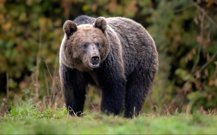 Medvetámadásban meghalt egy 34 éves erdélyi férfi