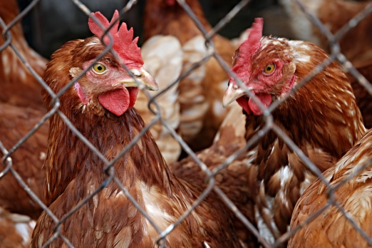 Több ezer baromfit vágtak le madárinfluenza miatt Hollandiában